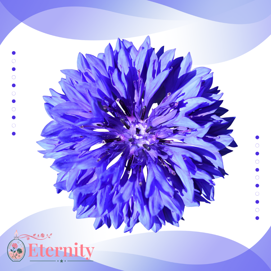 Candele con Fiordalisi