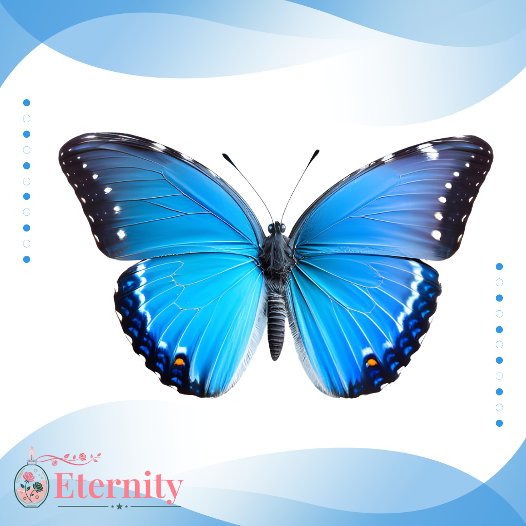 Candele con Farfalle