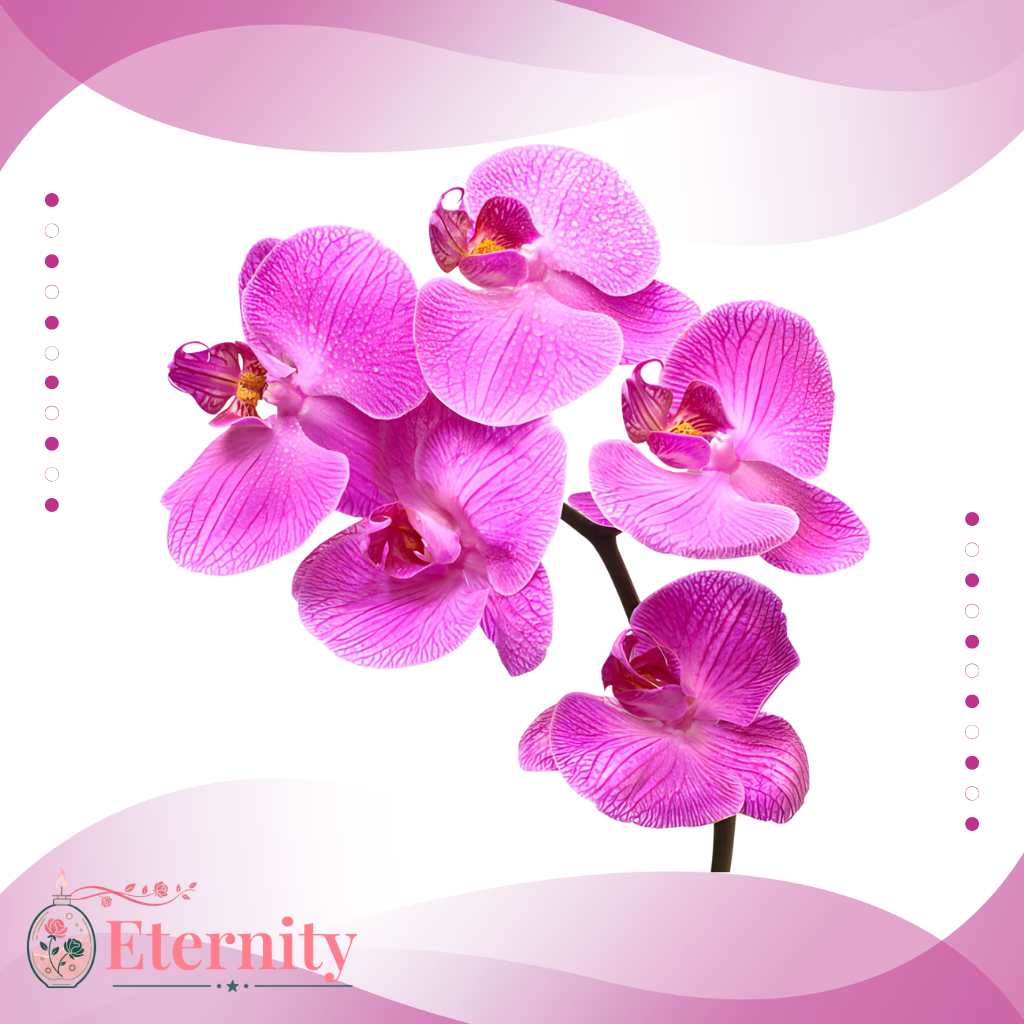 Candele con Orchidee