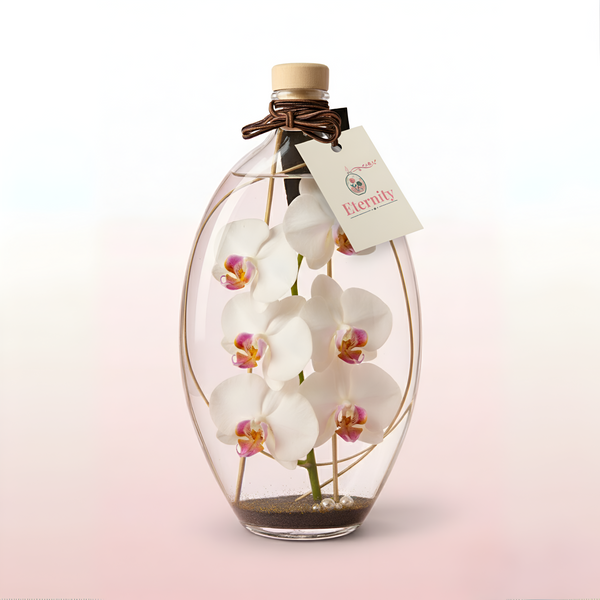 Candele - Orvane (orchidea)