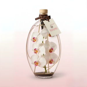 Candele - Orvane (orchidea)