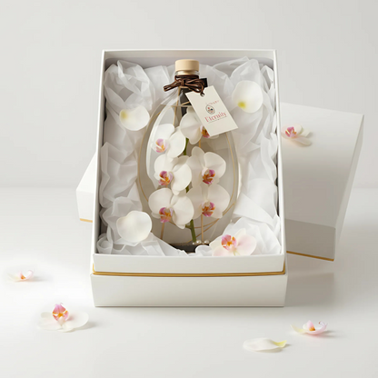 Candele - Orvane (orchidea)